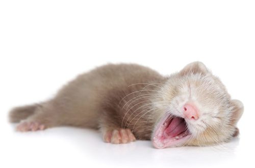 How much do ferrets sleep?