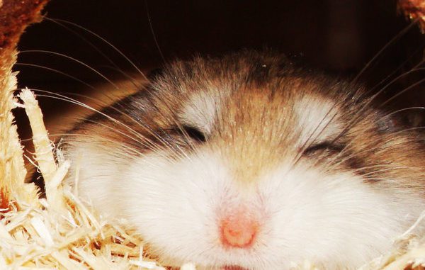 How much do hamsters sleep, do they hibernate