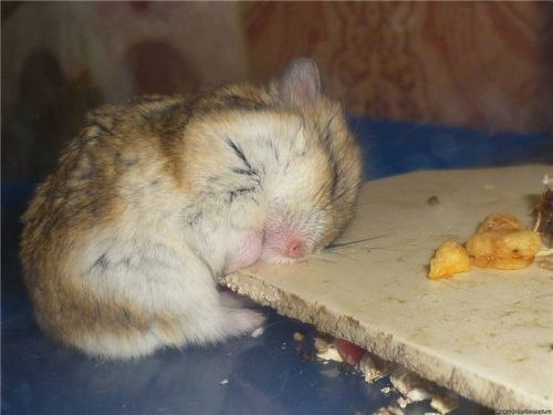 How much do hamsters sleep, do they hibernate