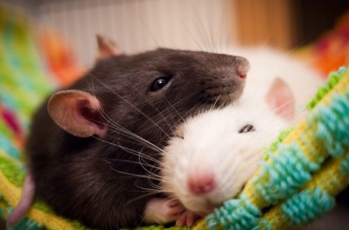 How much does a domestic decorative rat cost in a pet store, nursery and market
