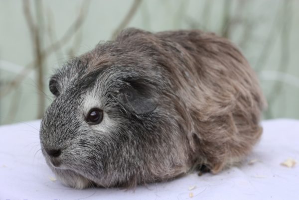 How much does a guinea pig cost in a pet store, nursery and market