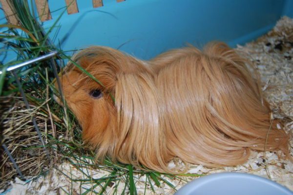 How much does a guinea pig cost in a pet store, nursery and market