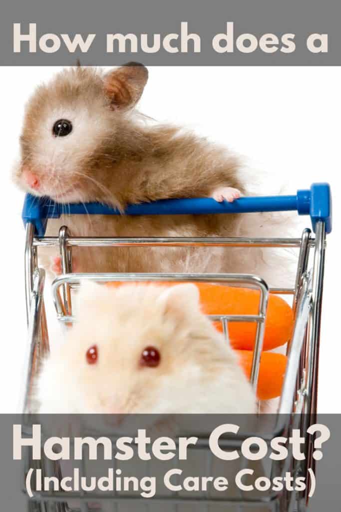 How much does a hamster cost in a pet store, on the market and when buying from hand, prices for Djungarian and Syrian hamsters in different countries