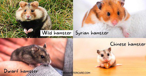 How much does a hamster weigh, sizes of Syrian, Dzungarian and other breeds