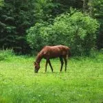 How much does a horse cost: how is the price formed and what factors affect the cost of a horse?