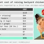 How much does a live chicken cost – an interesting and popular question