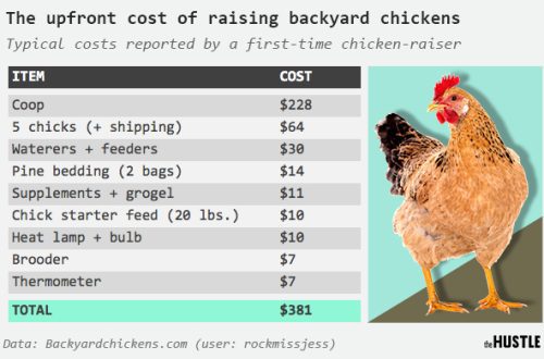 How much does a live chicken cost &#8211; an interesting and popular question
