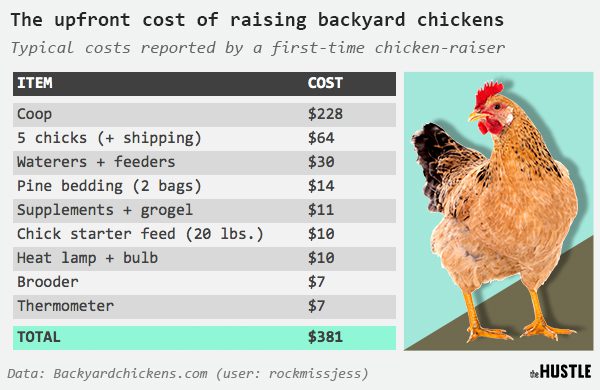 Kui palju elus kana maksab – huvitav ja populaarne küsimus