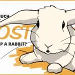 How much does a live rabbit cost without overpayments – the cost of an animal