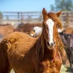 How much does an affectionate and kind pony horse cost, and what does its price depend on