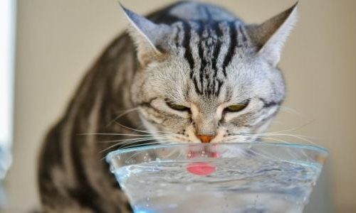 How much water do cats drink and what to do if the cat does not drink