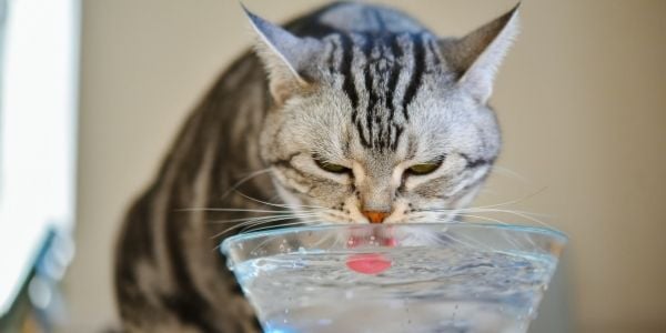 Որքա՞ն ջուր են խմում կատուները և ինչ անել, եթե կատուն չի խմում