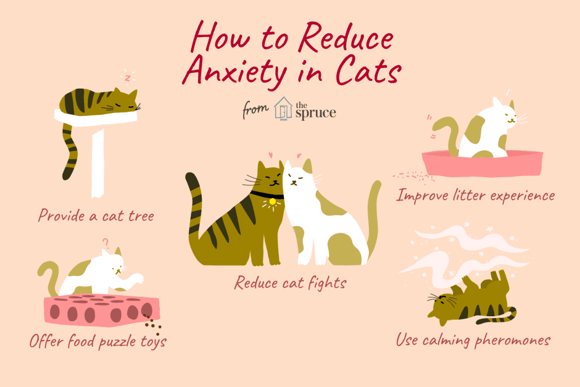 How my cat helped me deal with anxiety