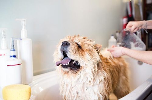 Kui tihti saate oma koera pesta: ekspertide soovitused ja nõuanded