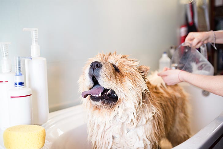 How often can you wash your dog: recommendations and advice from experts