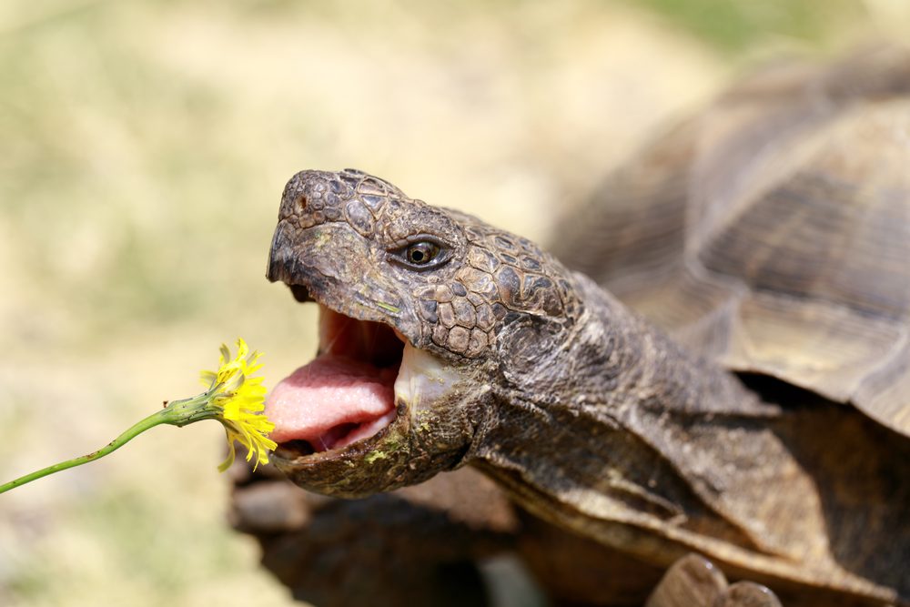 How often do you need to feed a land tortoise at home, how many times a day should a pet eat