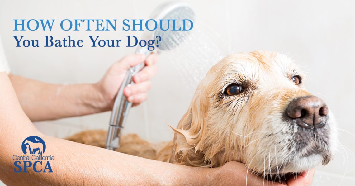 How often should you wash your dog