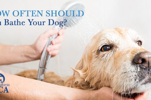 How often should you wash your dog