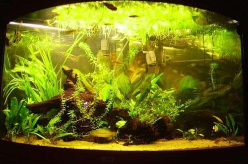 How often to change the water in the aquarium: why it needs to be changed and in what volumes
