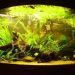 How to clean the aquarium at home correctly and how often: external filter, soil, sand, bottom and walls from plaque