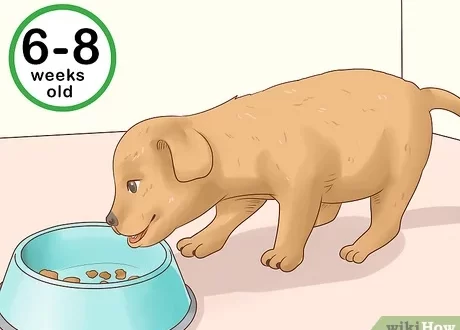 How old is a puppy?