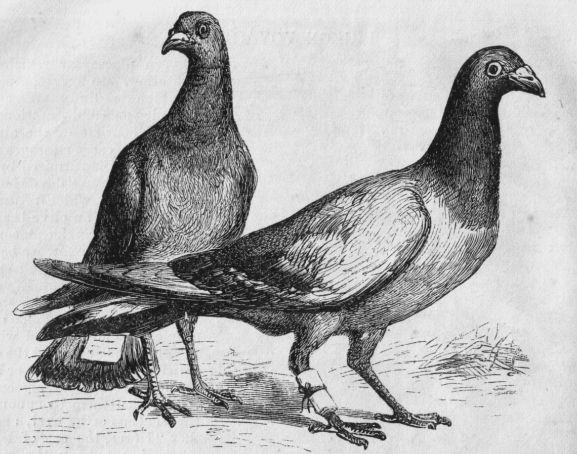How pigeons began to bring mail