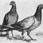 How pigeons began to bring mail
