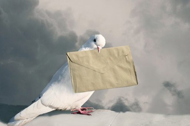 How pigeons began to bring mail