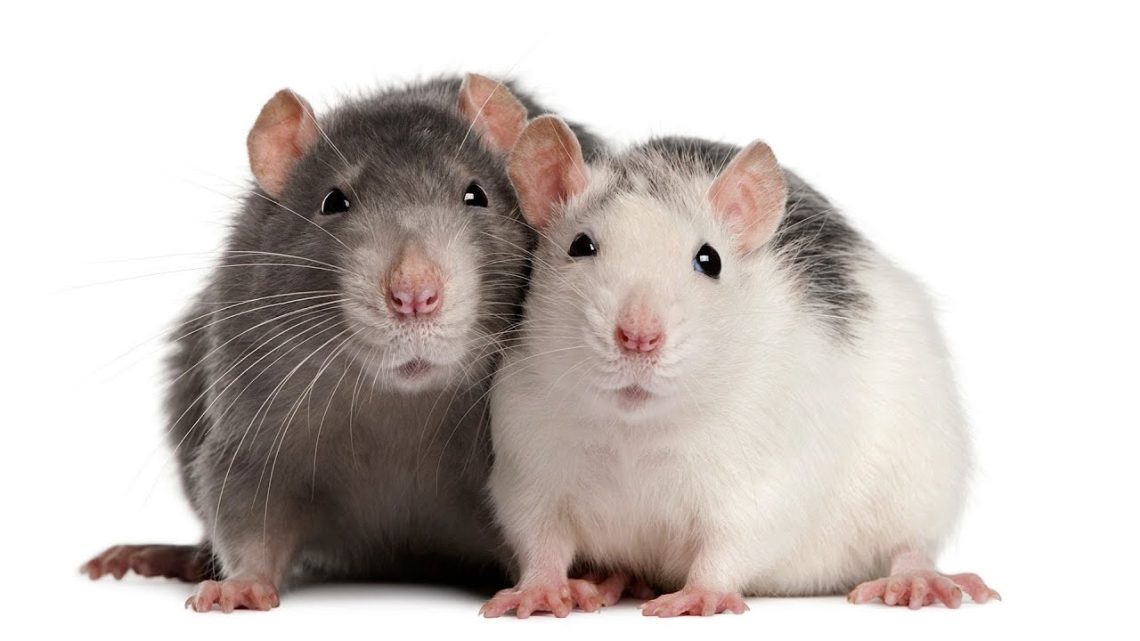 How rats squeak and “talk”, the meaning of the sounds they make