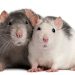 Newborn rat pups: development, care and feeding of rat pups