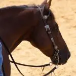 How smart is your horse?