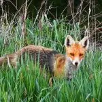 How the fox hunts: what tricks does it resort to