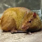 How the humpback hare is characterized: description, habitat and behavior Agouti