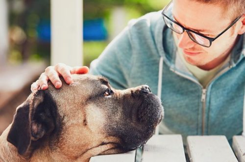 How the support of your beloved dog helps to heal