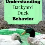 How to accurately distinguish ducks from drakes: external, behavioral and physiological factors of adults and chicks