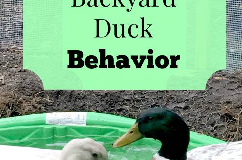 How to accurately distinguish ducks from drakes: external, behavioral and physiological factors of adults and chicks