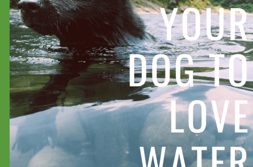 How to accustom a dog to water and bathing