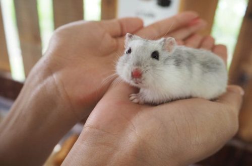 How to accustom a hamster to hands, domestication of Djungarian and Syrian hamsters