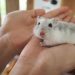 Toilet for a hamster: how to equip and train a pet, how to do it yourself