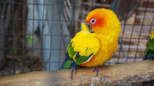 How to accustom a parrot to hands quickly: wavy, necklace, lovebird, effective ways to train