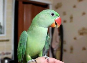 How to accustom a parrot to hands quickly: wavy, necklace, lovebird, effective ways to train
