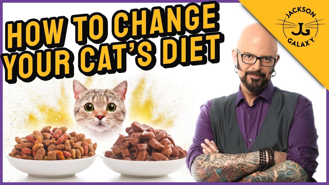 Ինչպես կարգավորել ձեր կատվի սննդակարգը