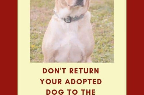 How to Avoid Bringing Your Dog Back to the Animal Shelter