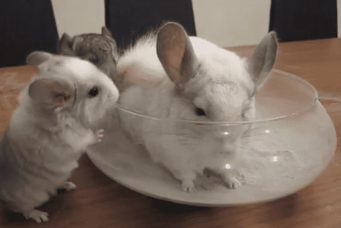 How to bathe a chinchilla: water and sand as a means of washing a rodent at home