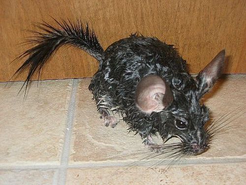 How to bathe a chinchilla: water and sand as a means of washing a rodent at home