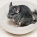 How to train a chinchilla at home