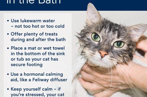 How to bathe and care for a cat