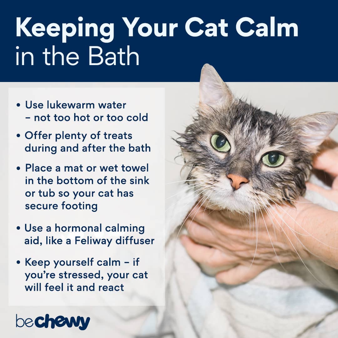 How to bathe and care for a cat