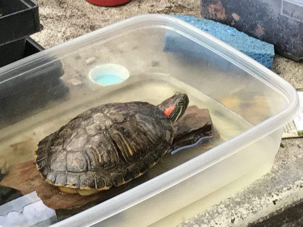 How to bathe and wash red-eared turtles