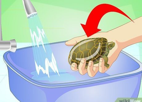How to bathe and wash red-eared turtles